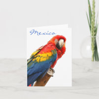 Scarlet Macaw Mexico Note Card