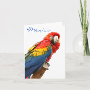 Scarlet Macaw Mexico Note Card