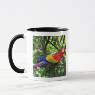 Scarlet macaw on tree limb mug