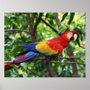 Scarlet macaw on tree limb poster