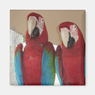 Scarlet Macaw Pair Tropical Illustration Magnet