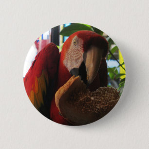 Scarlet Macaw Parrot Eating Toast 6 Cm Round Badge