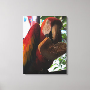 Scarlet Macaw Parrot Eating Toast Canvas Print