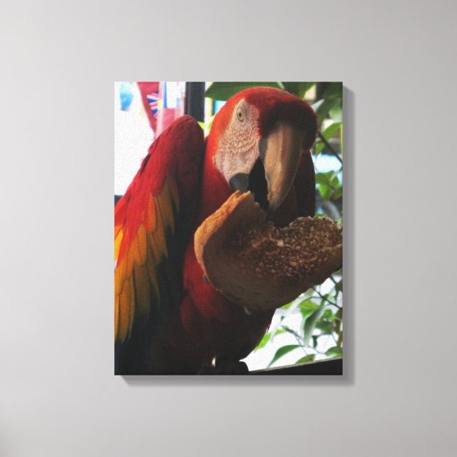 Scarlet Macaw Parrot Eating Toast Canvas Print (Front)