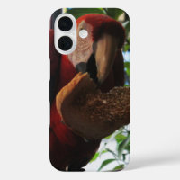 Scarlet Macaw Parrot Eating Toast