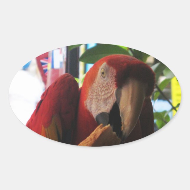 Scarlet Macaw Parrot Eating Toast Oval Sticker (Front)
