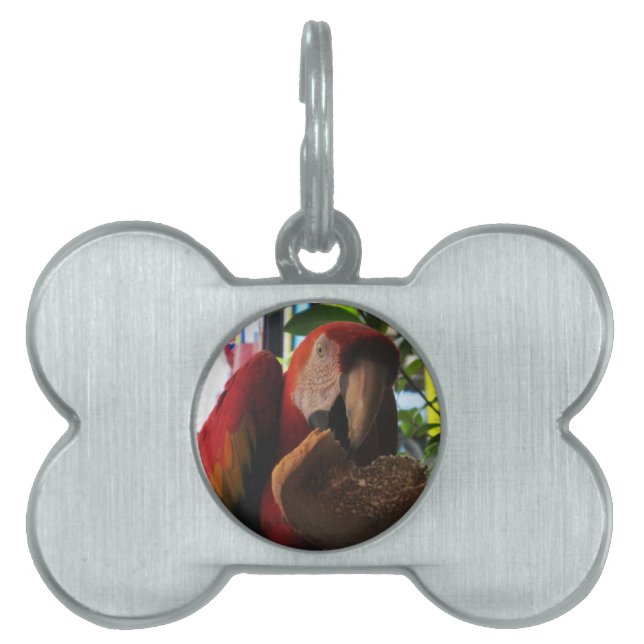 Scarlet Macaw Parrot Eating Toast Pet Name Tag (Front)