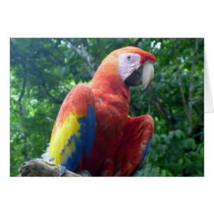 scarlet macaw perch