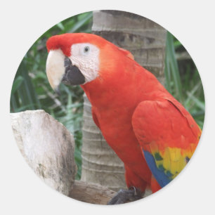 Scarlet Macaw Photography Classic Round Sticker