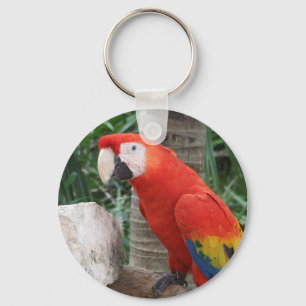 Scarlet Macaw Photography Key Ring