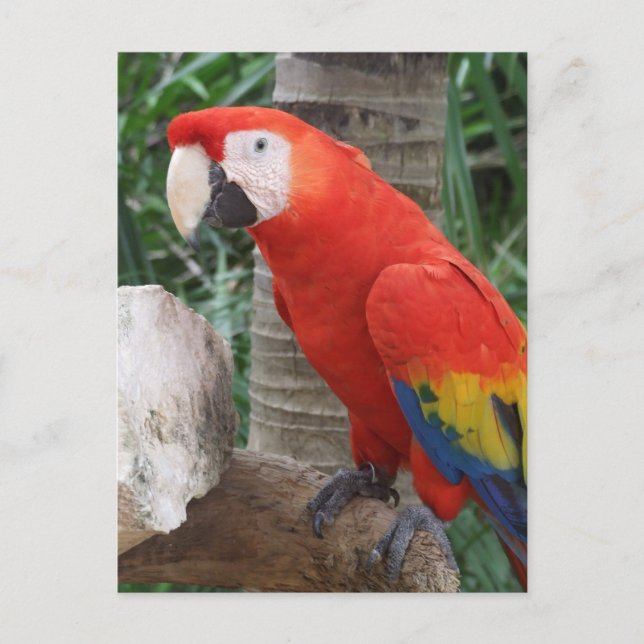 Scarlet Macaw Photography Postcard (Front)