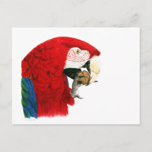 Scarlet Macaw Postcard