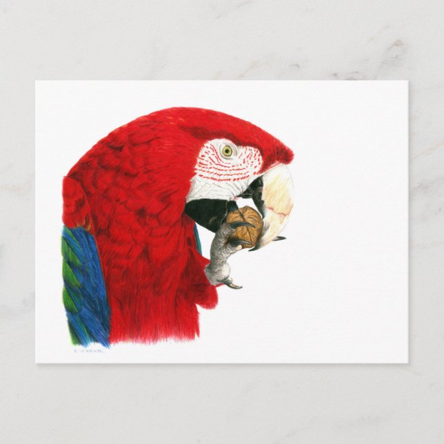Scarlet Macaw Postcard (Front)