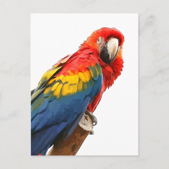 Scarlet Macaw Postcard (Front)