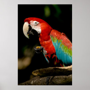 Scarlet Macaw Poster