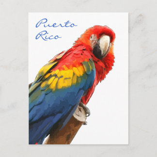 Scarlet Macaw Puerto Rico Postcard