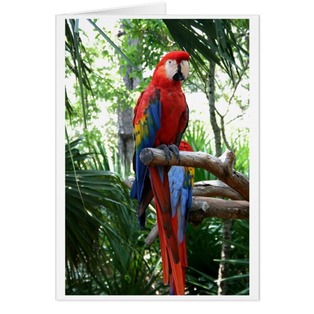 Scarlet macaw, red macaw photograp design (Front)