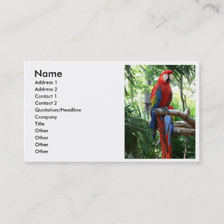 Scarlet macaw, red macaw photograp design business card