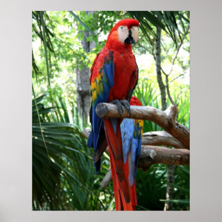 Scarlet macaw, red macaw photograp design poster
