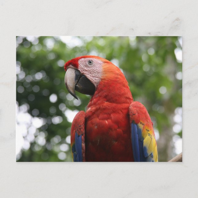 scarlet macaw rojo postcard (Front)