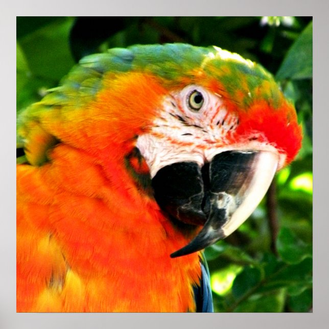 Scarlet Macaw Square Print (Front)