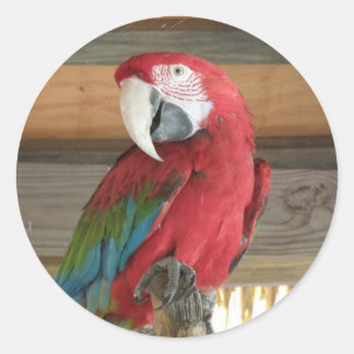 Scarlet Macaw Sticker