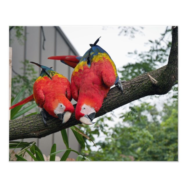 Scarlet Macaws II Photo Print (Front)
