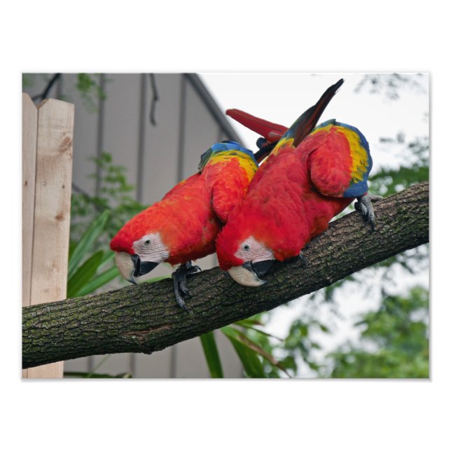 Scarlet Macaws Photo Print (Front)