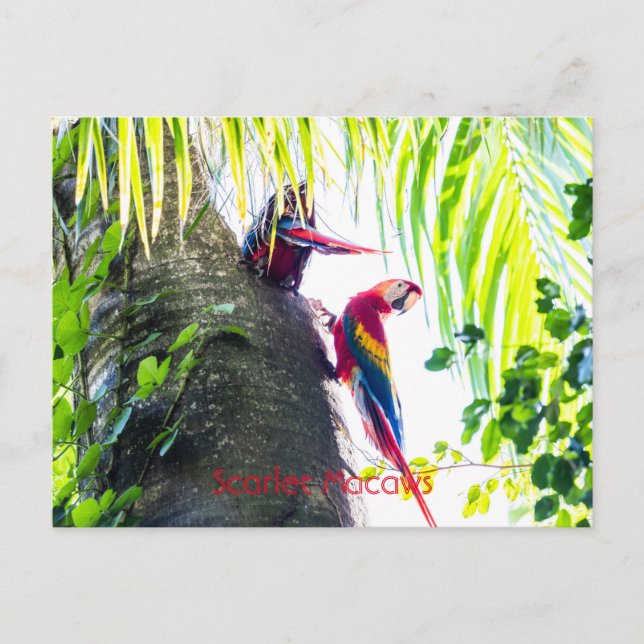 Scarlet Macaws  Postcard (Front)