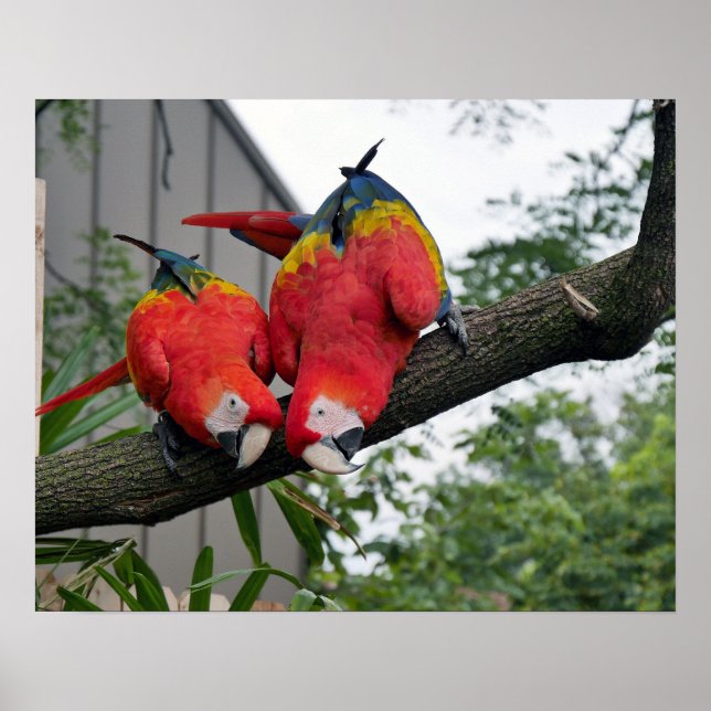 Scarlet Macaws Poster (Front)