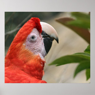 Scarlet Mackaw Photo Poster