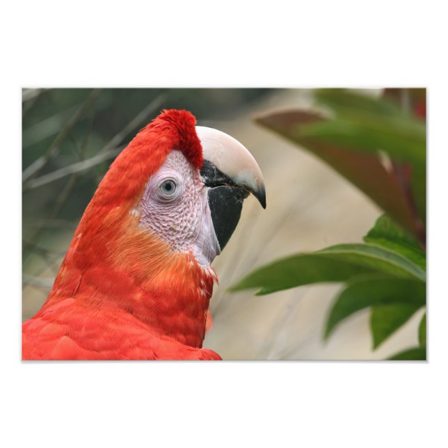 Scarlet Mackaw Photo Print (Front)