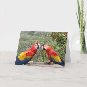 Scarlet Mackaws Card