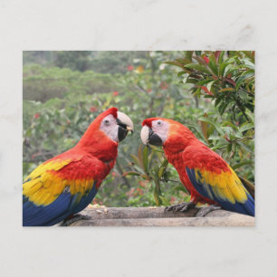 Scarlet Mackaws Postcard