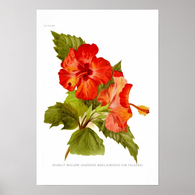 Scarlet Mallow (Hibiscus) Poster (Front)