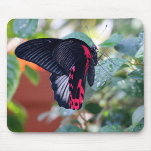 Scarlet Mormon Butterfly Mouse Pad