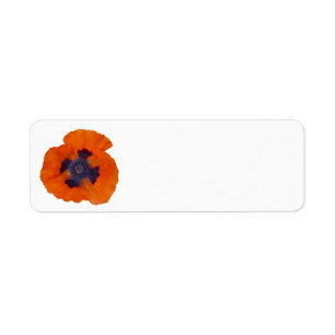 Scarlet Orange Poppy 1