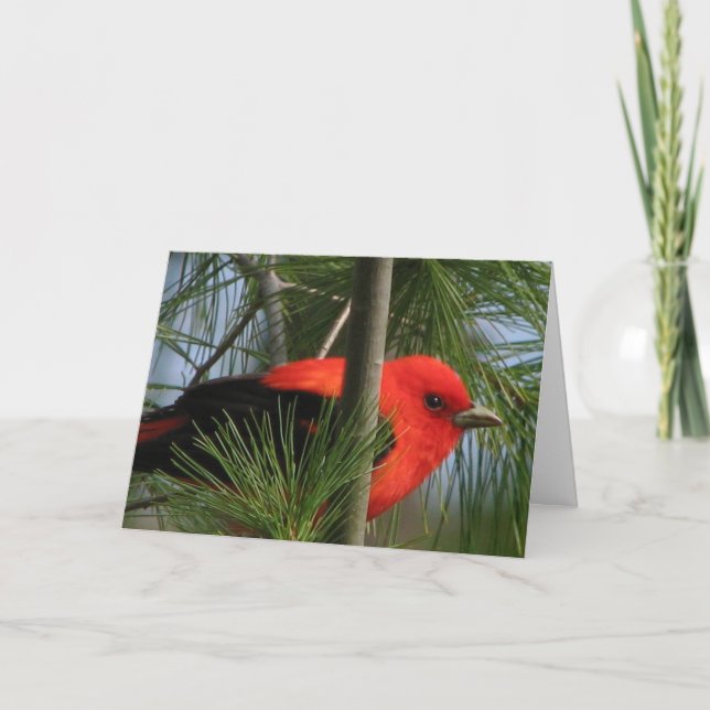 Scarlet O'Tanager Card (Front)