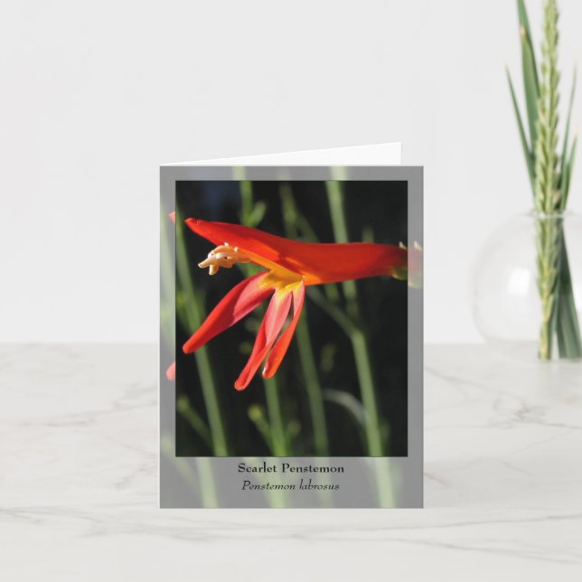 Scarlet Penstemon - Native Notecard (Front)