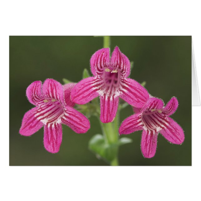 Scarlet Penstemon, Penstemon triflorus, (Front Horizontal)