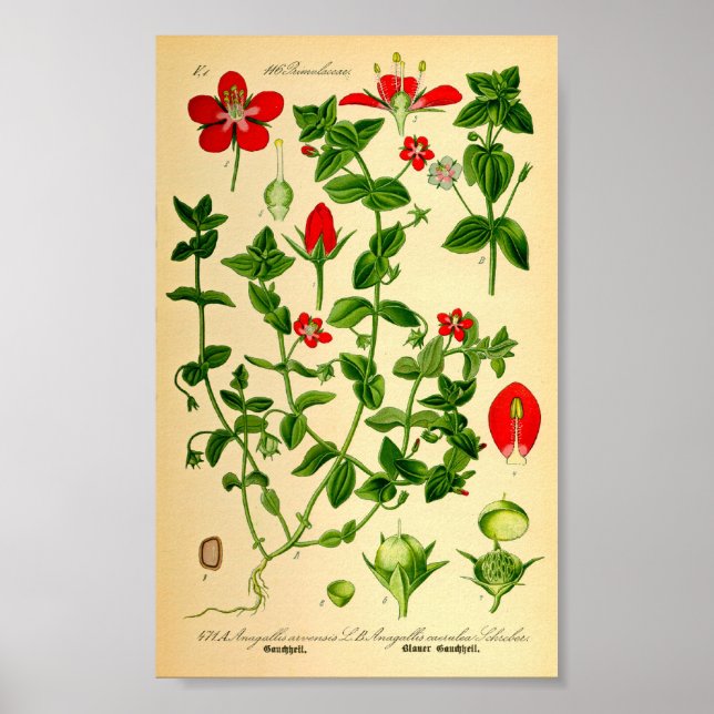 Scarlet Pimpernel (Anagallis caerulea) Poster (Front)