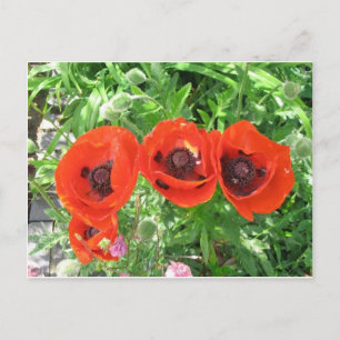 Scarlet Poppies/Postcard Postcard