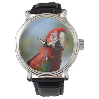 Scarlet Red Macaw Watch