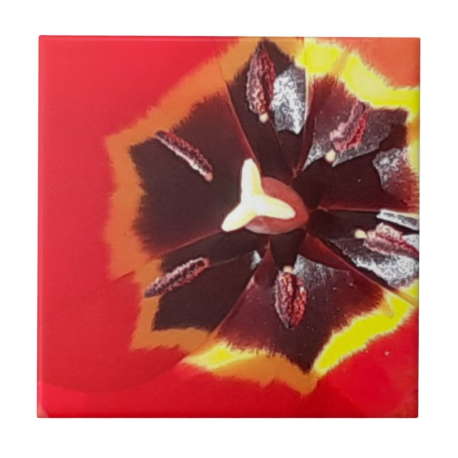 Scarlet Red Tulip Ceramic Tile (Front)