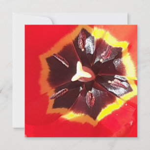 Scarlet Red Tulip Flat Card