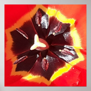 Scarlet Red Tulip   Poster