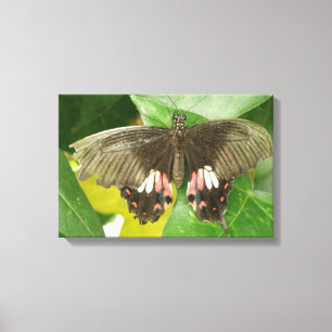 Scarlet Swallowtail Butterfly Canvas Print