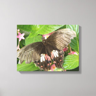Scarlet Swallowtail Butterfly Macro Canvas Print