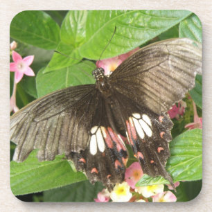 Scarlet Swallowtail Butterfly Macro Cork Coasters