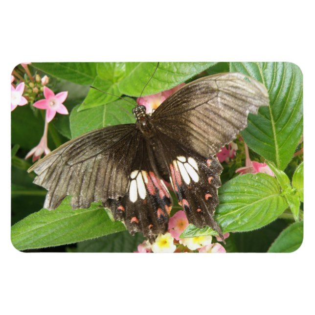Scarlet Swallowtail Butterfly Macro Flexi Magnet (Horizontal)